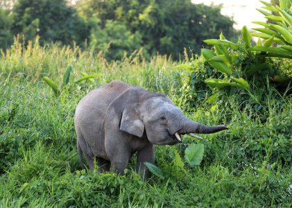 Hors des sentiers battus à Bornéo (Malaisie) – 14 jours