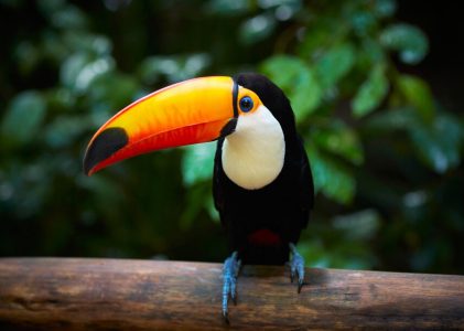 La culture, la faune et les villes du Brésil : Manaus, l&rsquo;Amazonie et São Paulo – 11 jours