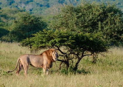 Le Cap et le parc national Kruger : Meilleures idées d&rsquo;itinéraires