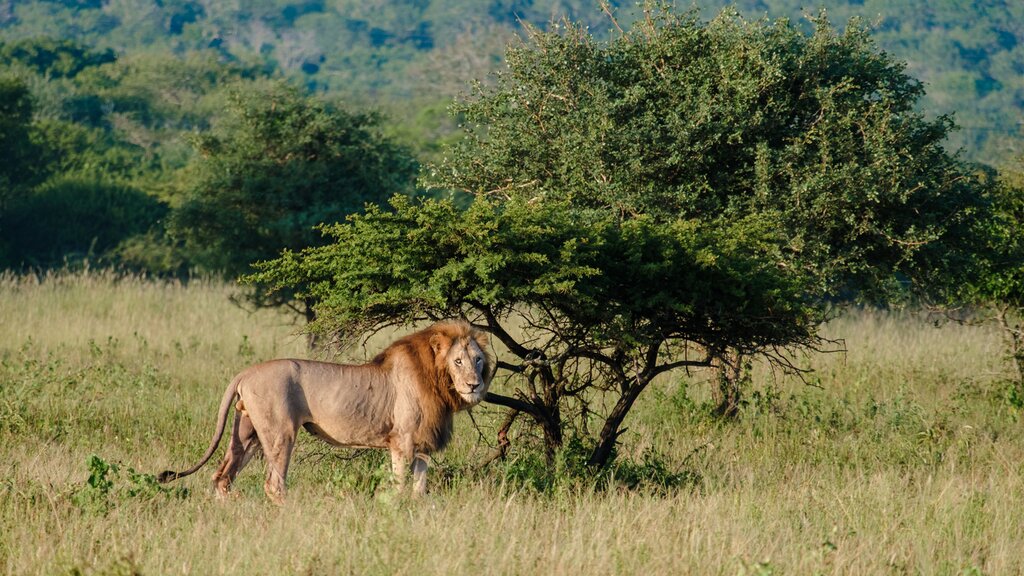 Le Cap et le parc national Kruger : Meilleures idées d'itinéraires - img