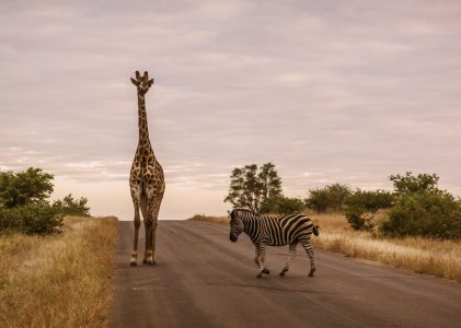 Le Cap, Johannesburg et le parc national Kruger : Meilleures idées d&rsquo;itinéraires