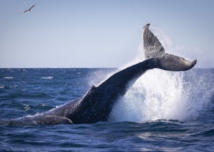 Les points forts de la saison en Australie et en Nouvelle-Zélande – 14 jours