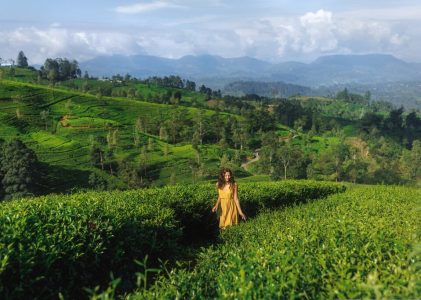 L&rsquo;héritage du thé au Sri Lanka : Des hauts plateaux à la côte – 9 jours