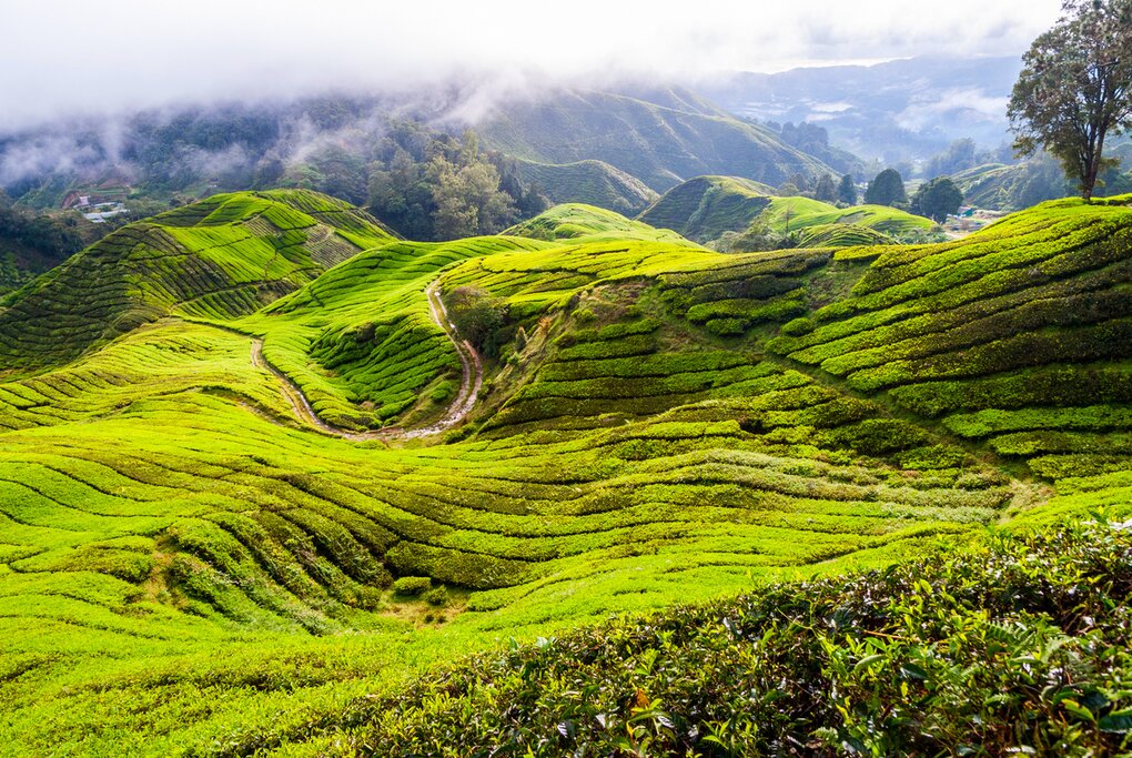 Merveilles de la Malaisie occidentale : De Kuala Lumpur à l'île de Langkawi - 14 jours - img