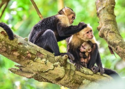Montagnes, cascades, faune et plages du Costa Rica pour les familles – 14 jours