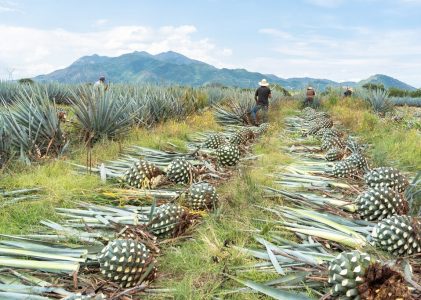 Oaxaca hors des sentiers battus : Campagne et côte – 7 jours