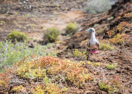 Quito & Isla San Cristóbal : Meilleures idées d&rsquo;itinéraires