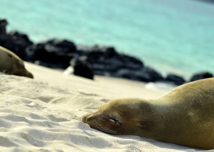 Quito, Puerto Ayora, le parc national de Yasuni et Isla San Cristóbal : Meilleures idées d&rsquo;itinéraires