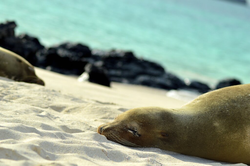 Quito, Puerto Ayora, le parc national de Yasuni et Isla San Cristóbal : Meilleures idées d'itinéraires - img