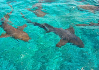 Ruines mayas et vie marine au Belize – 5 jours