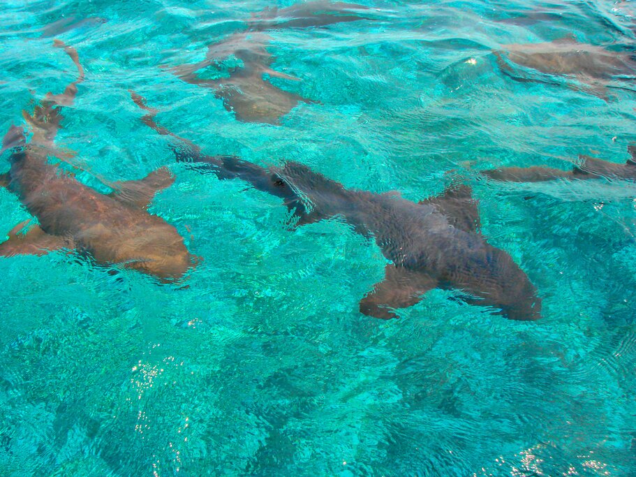 Ruines mayas et vie marine au Belize – 5 jours