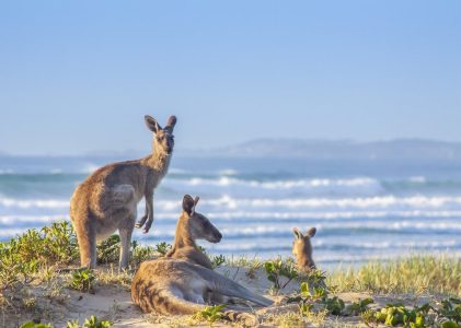 16 jours en Australie – 3 idées d&rsquo;itinéraires uniques
