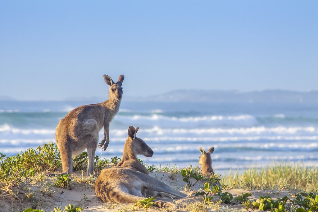 16 jours en Australie - 3 idées d'itinéraires uniques - img