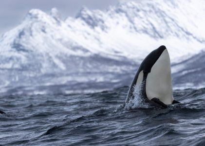 Bergen et Tromsø : Meilleures idées d&rsquo;itinéraires