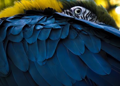 Découvrez la biodiversité de l&rsquo;Équateur : Andes, Amazonie et Côte Pacifique – 7 jours