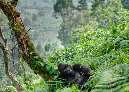 Découvrir Entebbe et la forêt impénétrable de Bwindi en Ouganda – 5 jours
