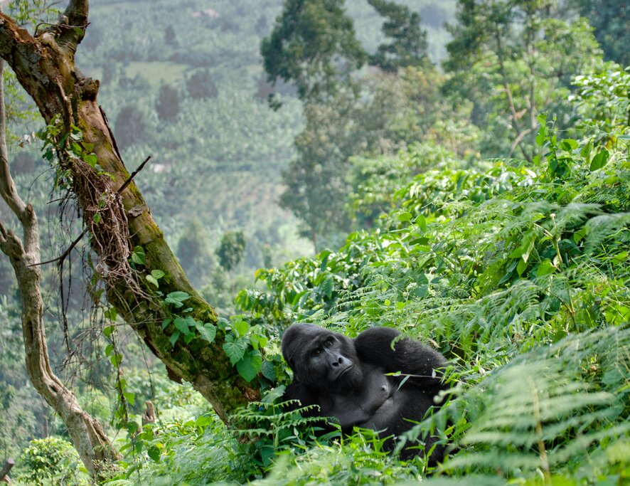 Découvrir Entebbe et la forêt impénétrable de Bwindi en Ouganda - 5 jours - img