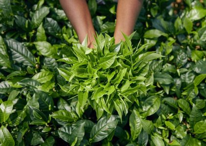 Explorer les collines de thé et la côte immaculée du Sri Lanka – 11 jours