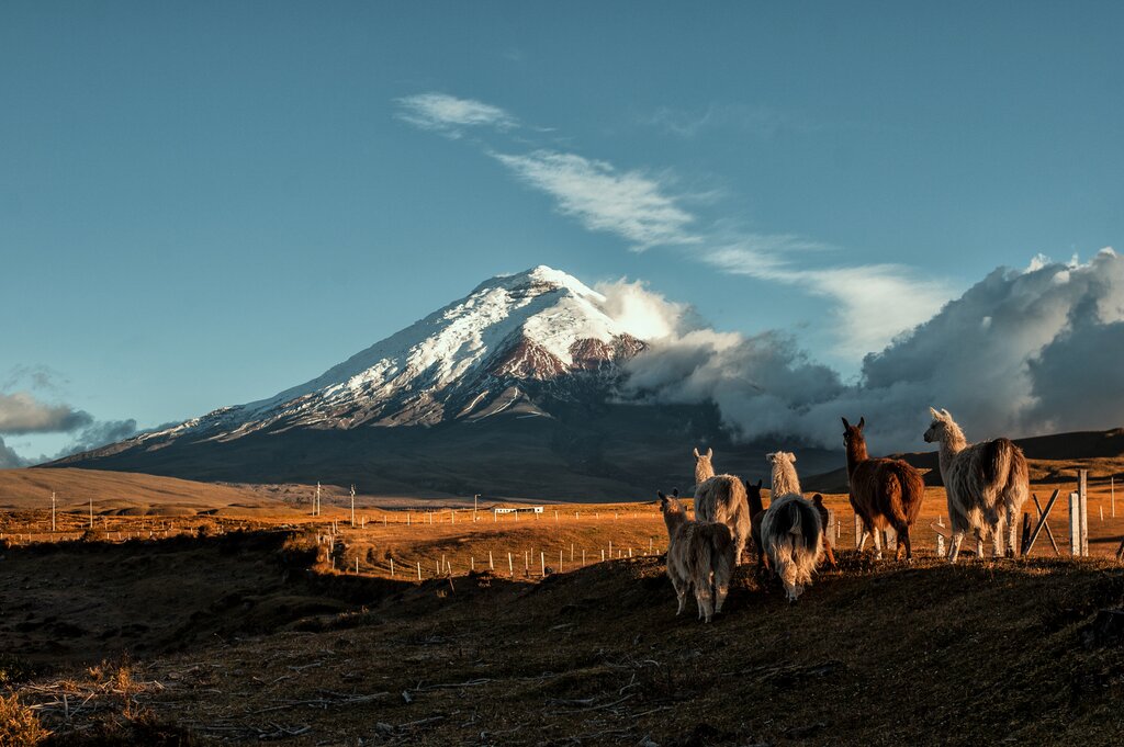 Introduction aux hauts plateaux andins de l'Équateur : Quito, Otavalo et Cotopaxi - 5 jours - img