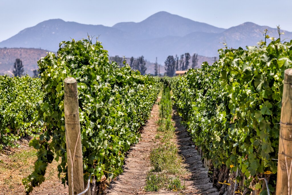 La capitale du Chili, la région des vins et la région des lacs - 10 jours - img