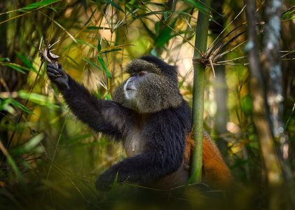 Le joyau caché de l&rsquo;Ouganda : Parc national de Mgahinga – 5 jours