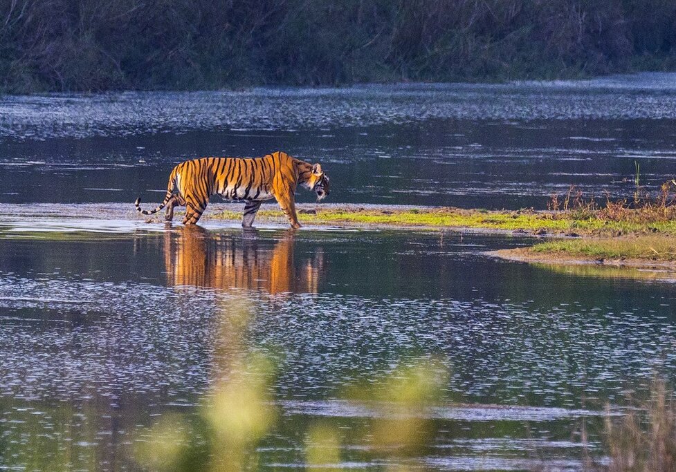 Le meilleur du parc national de Bardia au Népal - 5 jours - img