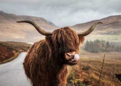 L&rsquo;Écosse qui fait vibrer l&rsquo;âme : Édimbourg, Stirling, Fort William, Skye et Pitlochry – 11 jours