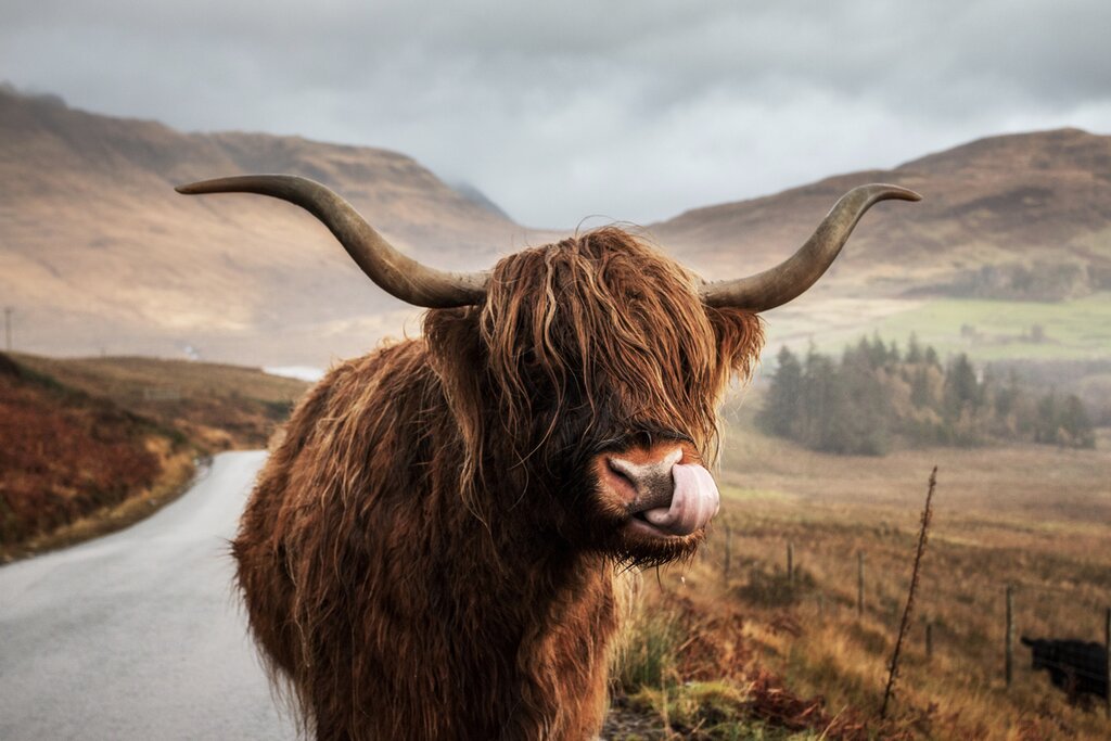 L'Écosse qui fait vibrer l'âme : Édimbourg, Stirling, Fort William, Skye et Pitlochry - 11 jours - img