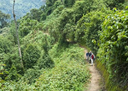 Les points forts du Rwanda : Kigali, Parc national des volcans et Nyungwe – 7 jours