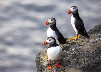 Reykjavík, le cercle d&rsquo;or, la côte sud et les îles Westman : Meilleures idées d&rsquo;itinéraires