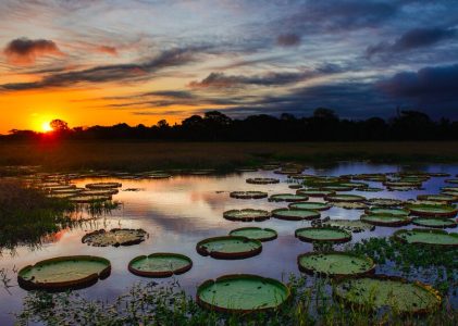 Safari au Brésil : Rio de Janeiro, chutes d&rsquo;Iguaçu et nord du Pantanal – 9 jours