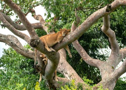 Ultimate Uganda & Rwanda Safari – 10 jours