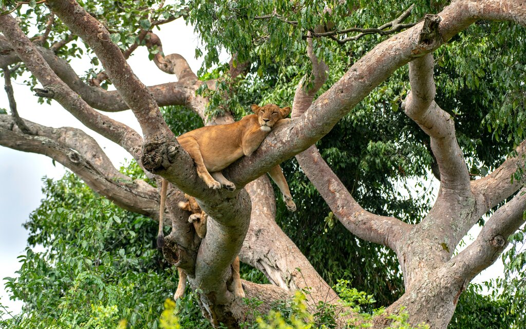 Ultimate Uganda & Rwanda Safari - 10 jours - img