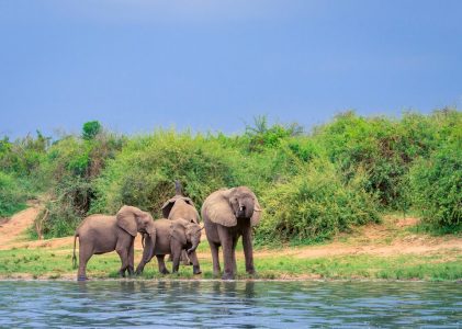 Ultimate Uganda Wildlife Tour : Parcs nationaux et hauts lieux culturels – 9 jours
