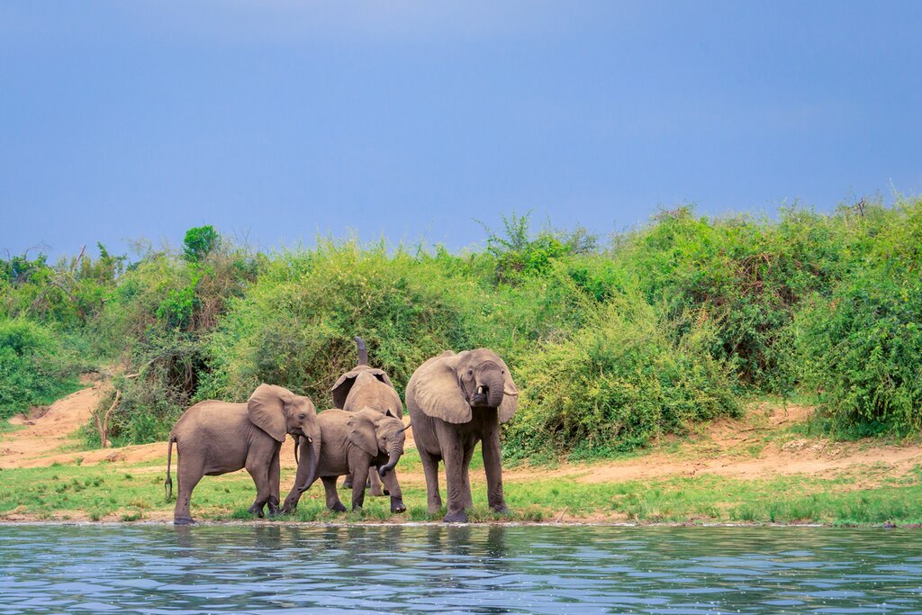 Ultimate Uganda Wildlife Tour : Parcs nationaux et hauts lieux culturels - 9 jours - img