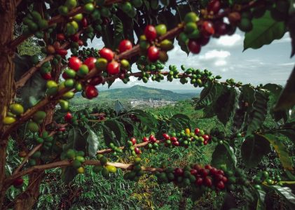 Archéologie, nature et café dans le sud de la Colombie – 10 jours
