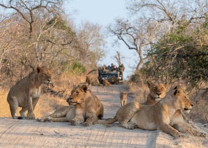 Aventure en Afrique du Sud, au Zimbabwe et au Botswana : Capetown, Kruger, Chutes Victoria et Chobe – 13 jours