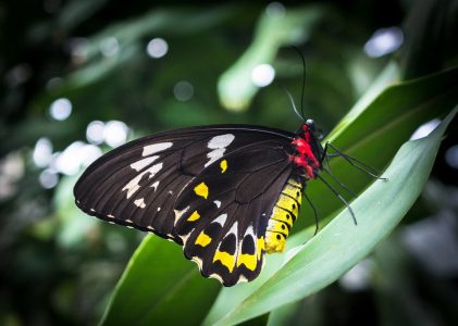 Cairns et Port Douglas : Meilleures idées d&rsquo;itinéraires