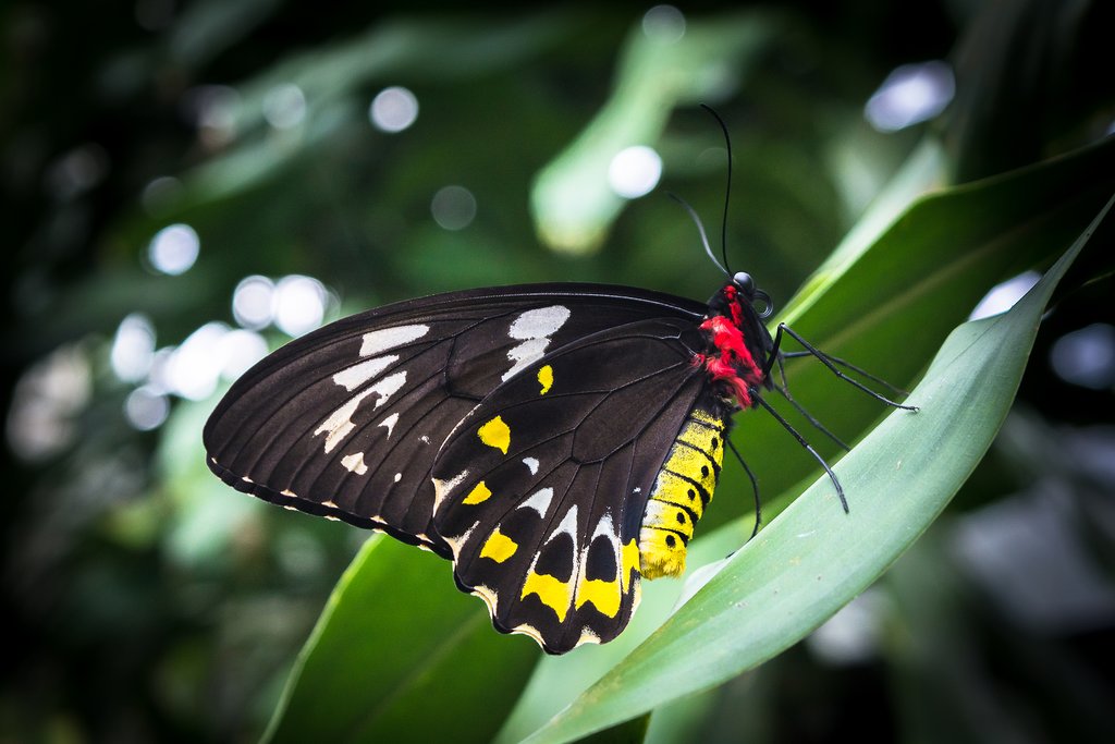 Cairns et Port Douglas : Meilleures idées d&rsquo;itinéraires