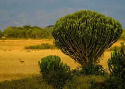Combien de jours passer en Ouganda ?