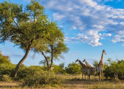 Découvrez la faune et le vin d&rsquo;Afrique du Sud et les chutes Victoria du Zimbabwe – 9 jours