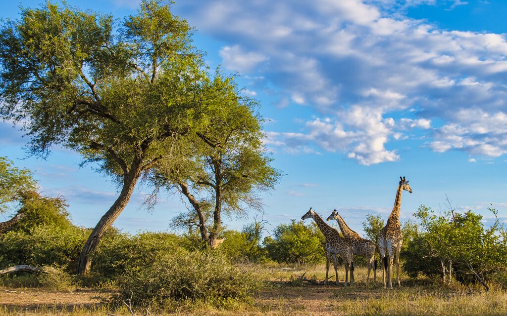 Découvrez la faune et le vin d&rsquo;Afrique du Sud et les chutes Victoria du Zimbabwe – 9 jours