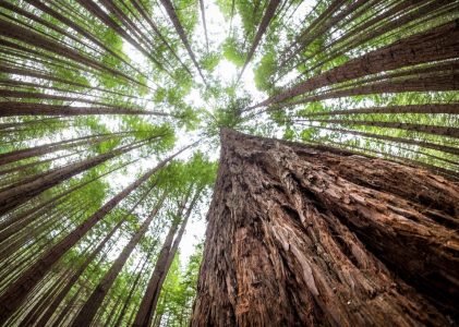 Découvrir Sydney et la Nouvelle-Zélande – 18 jours