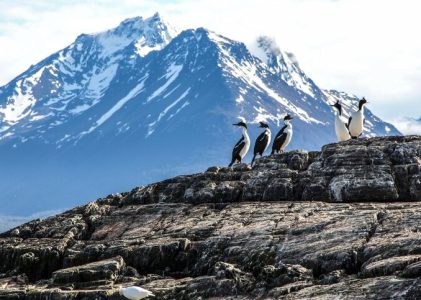 Explorer la faune et les paysages de Patagonie – 15 jours