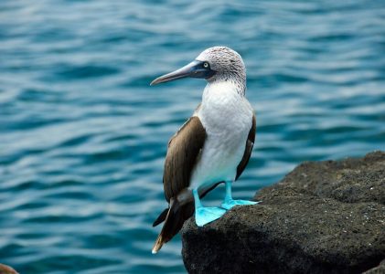 Le meilleur de l&rsquo;Équateur et du Pérou avec les Galápagos et le Machu Picchu – 14 jours