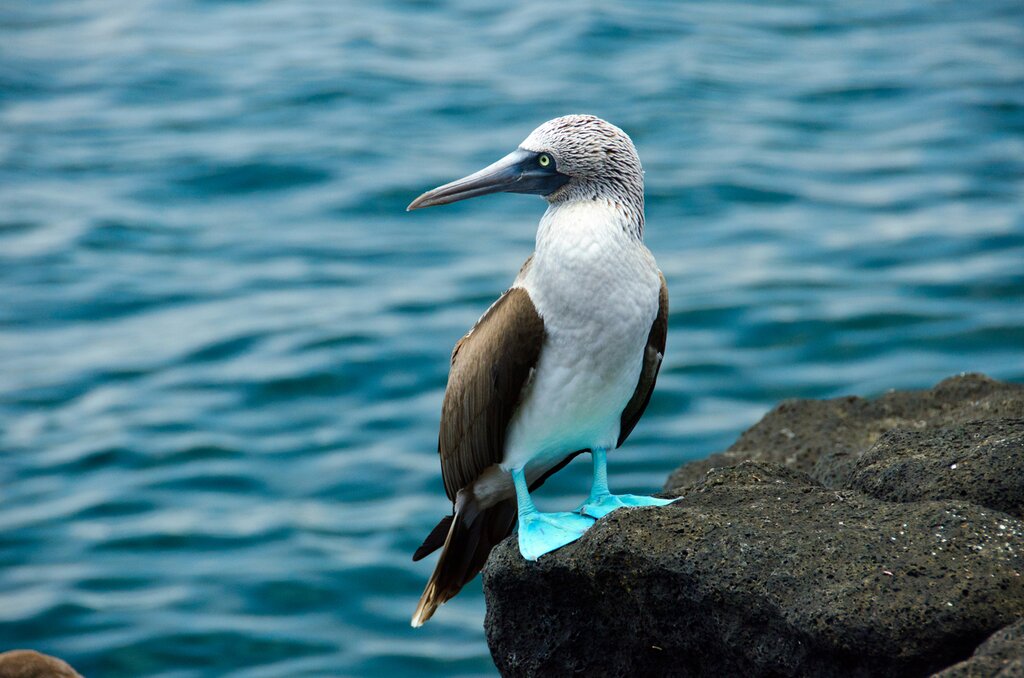 Le meilleur de l'Équateur et du Pérou avec les Galápagos et le Machu Picchu - 14 jours - img