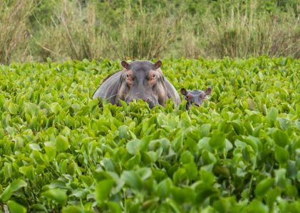 Les meilleurs parcs nationaux d&rsquo;Ouganda – 9 jours
