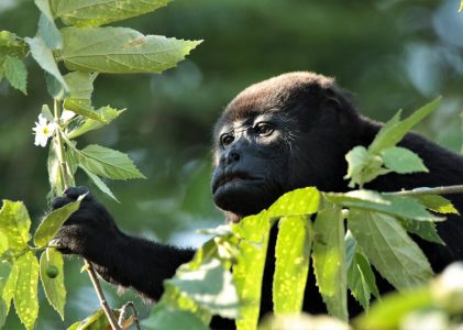 Arenal/La Fortuna, Monteverde et Tamarindo : Meilleures idées d&rsquo;itinéraires
