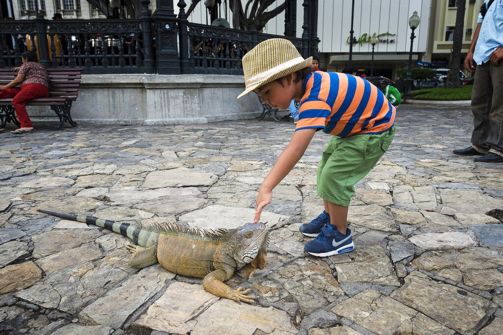 La côte pacifique de l'Équateur pour les familles : Culture, nature et plages - 14 jours - img