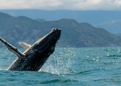 Road Trip Auckland – Christchurch : Route de la gastronomie, du vin et de la nature – 20 jours